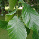 So rare, even experts had trouble identifying the tree. (Image: Max Coleman/CC BY-SA 4.0)